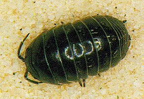 Sowbug Sowbug