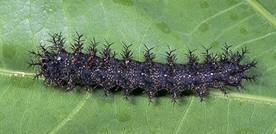 Spiny oakworm caterpillar Spiny oakworm caterpillar