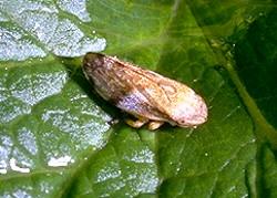 Adult Spittlebug Adult Spittlebug