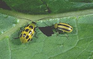 spotted cucumber beetle spotted cucumber beetle