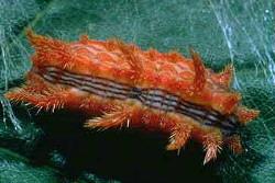 Stinging Rose Caterpillar Stinging Rose Caterpillar