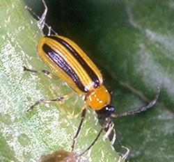Striped Cucumber Beetle Striped Cucumber Beetle