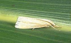 SWCB Moth SWCB Moth