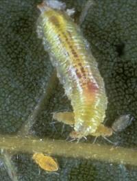 Syrphid Larva Syrphid Larva