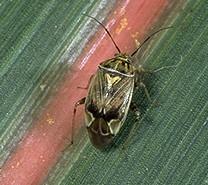 Tarnished Plant Bug Adult Tarnished Plant Bug Adult