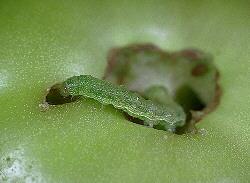 Tomato Fruitworm Tomato Fruitworm