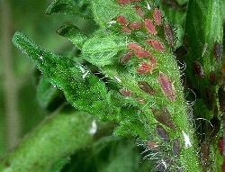 Tomato Aphids Tomato Aphids
