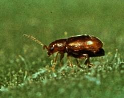 Tomato Flea Beetle Tomato Flea Beetle