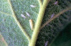White apple leafhopper White apple leafhopper