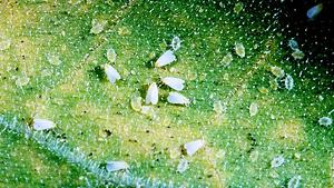 Adult Whiteflies Adult Whiteflies
