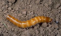Wireworm Wireworm