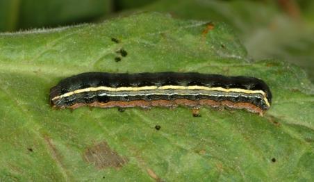 Yellowstriped Armyworm Yellowstriped Armyworm