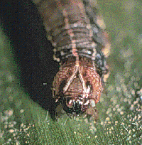 Y Mark on FAW Larva Y Mark on FAW Larva