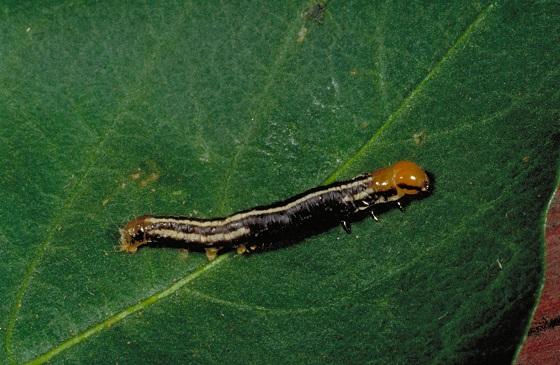 common stalk borer common stalk borer