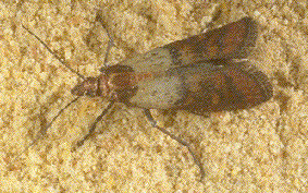 Indian Meal Moth Indian Meal Moth