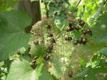 Leaves skeletonized by Japanese beetles Leaves skeletonized by Japanese beetles