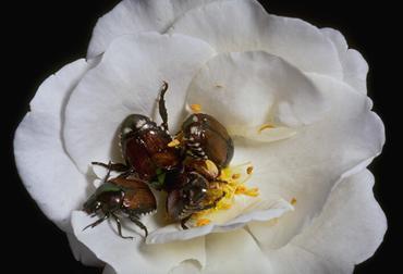 Roses are highly susceptible to Japanese beetles Roses are highly susceptible to Japanese beetles