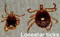 Lonestar Ticks Lonestar Ticks