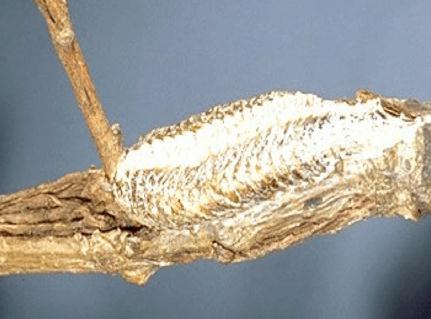 Mantid ootheca (egg case) Mantid ootheca (egg case)