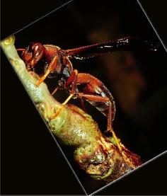 Paper Wasps Paper Wasps