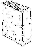 Powderpost Beetles: Powderpost Beetles: