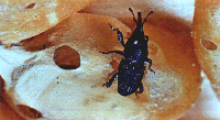 Rice Weevil Rice Weevil