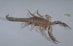 Southern Devil Scorpion Southern Devil Scorpion