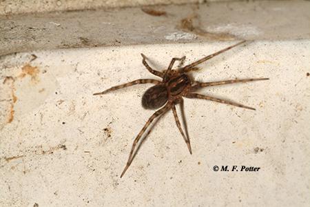 The cellar spider  and wolf spider are common in buildings. Both are harmless.  
