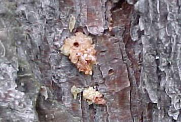 Southern Pine Beetle exit hole Southern Pine Beetle exit hole
