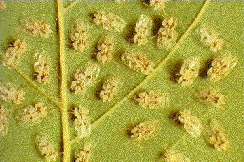 Sycamore Lace Bug Sycamore Lace Bug