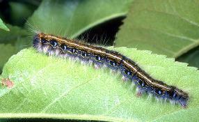 Eastern Tent Caterpillar Larva Eastern Tent Caterpillar Larva