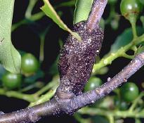 ETC Egg Mass ETC Egg Mass