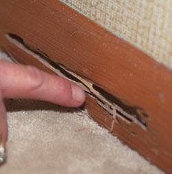 Termite Damage Termite Damage
