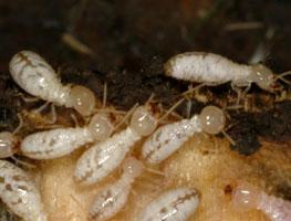 Termite Workers Termite Workers