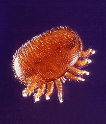 Varroa Mite Varroa Mite