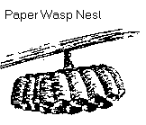 Paper Wasp Nest Paper Wasp Nest