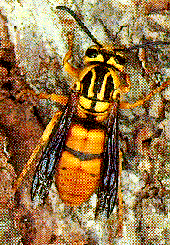 Yellow Jacket Yellow Jacket