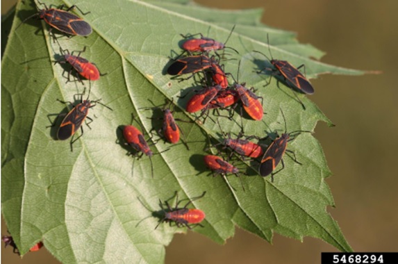 boxelder bug adults and nymphs