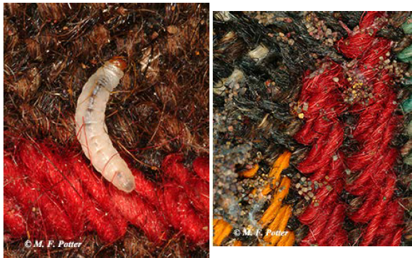 webbing clothes moth larva and fecal pellets