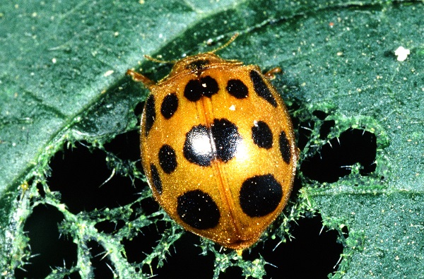 Seven-Spotted Ladybug – Field Station