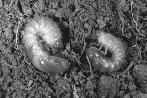 White Root Grubs: Identification and Effective Control Methods