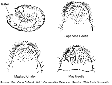 What Are White Grubs & How To Identify Them