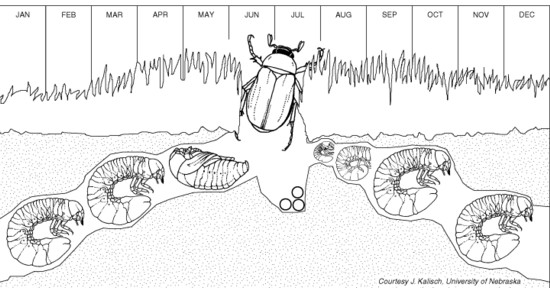 Life cycle deals of white grubs