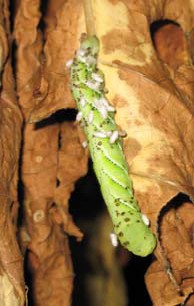 Parasitised Hornworm 