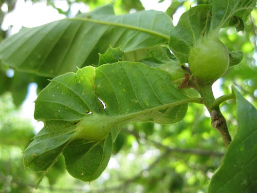 THE ASIAN CHESTNUT GALL WASP induces formation of greenish red, ½ - 1 inch round