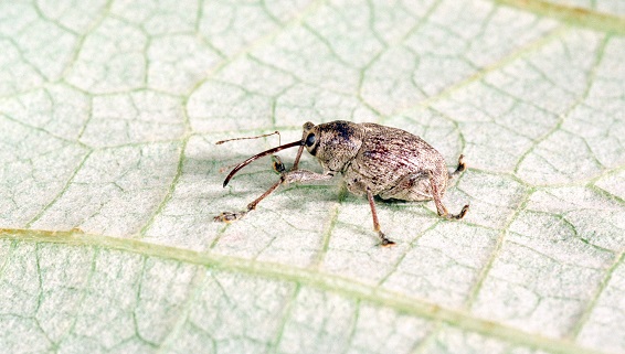 Nut Weevil