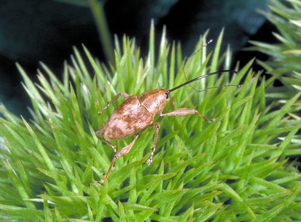 Larger chestnut weevil adult