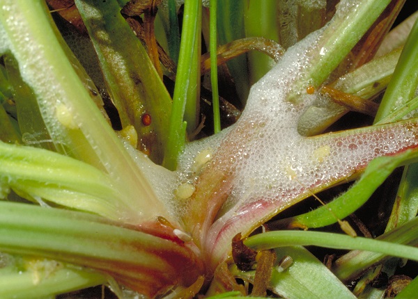 Spittle bug nymphs produce large amounts of spittle.