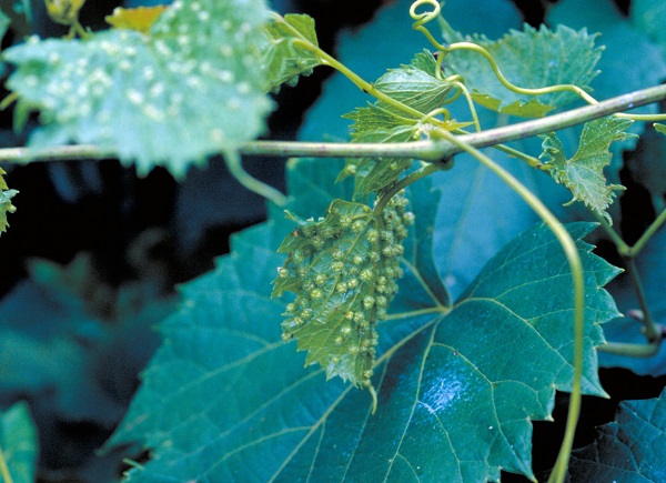 Grape phylloxera galls.