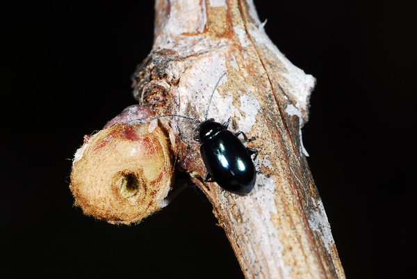 Grape flea beetle and damage to grape bud.